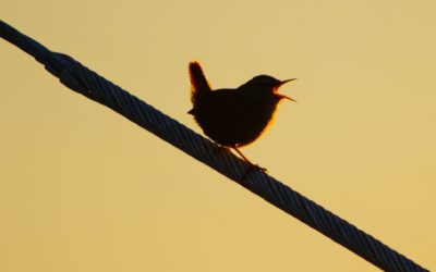Wren